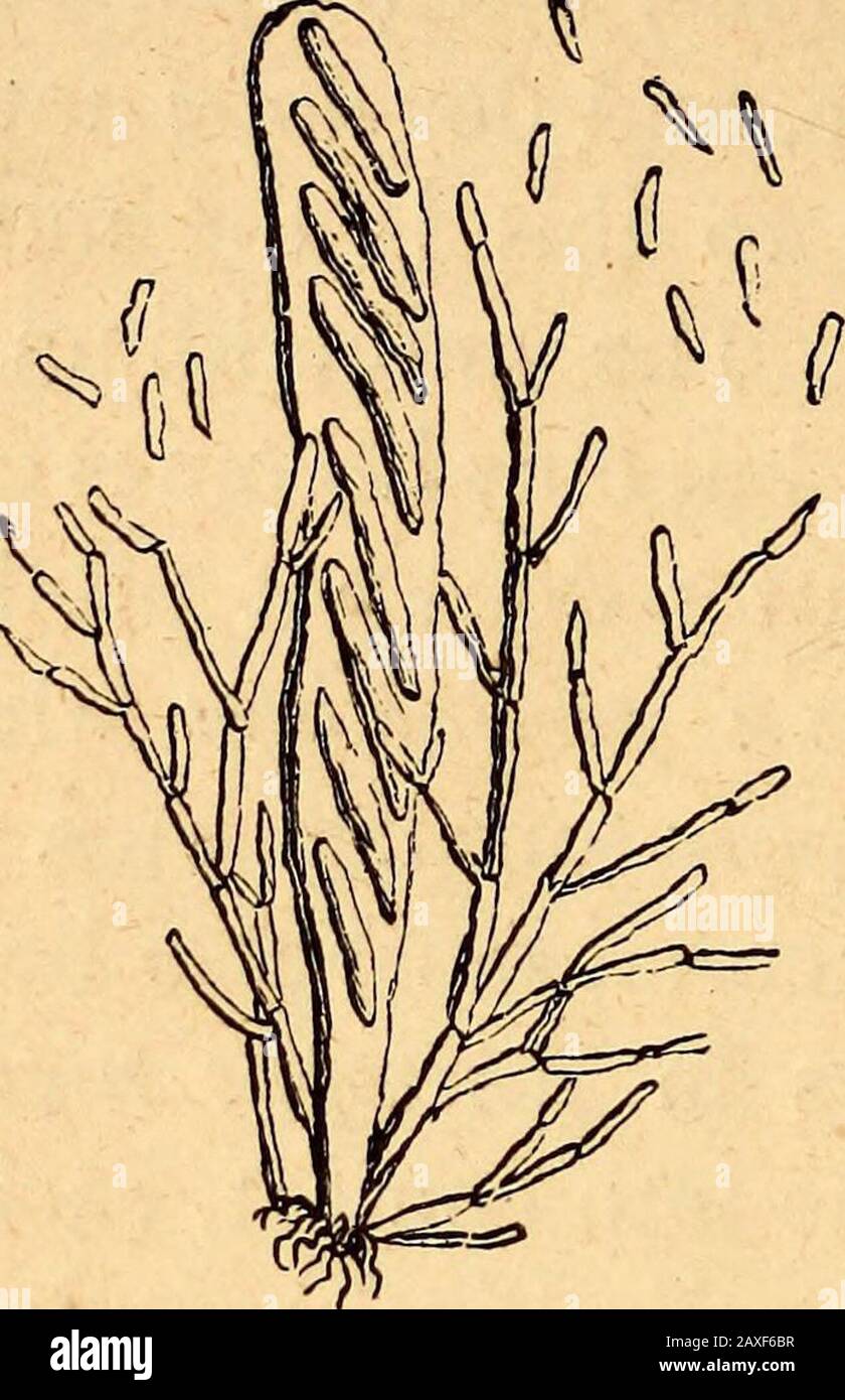Text-book of structural and physiological botany . Fig. 404.—Formation of the zygospore of Rhizoptis nigricans : I.-V. successivestages of development ; V. .? the mature zygospore, (x 60.) tuberances become closely adpressed to one another bytheir ends, and grow into a club-shaped body, in which aquantity of protoplasm collects. When both have attaineda certain size, a single cell, the conjugati7ig cell {c), becomesseparated at the upper end of each, the partition-wall be-tween the two soon disappears, and they unite into a repro- 272 StriictiLral and Physiological Botany, ductive cell, the zy Stock Photo