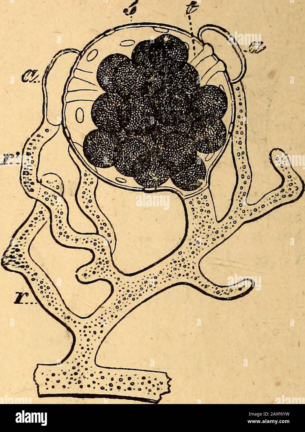 Text-book of structural and physiological botany . FiG. 402.—Beer-yeast, Saccharomyces Fig. 403.—-Process of impregnation {Toridd) CerevisicB. (x 450.) of Saprolegnia i7toiioica. a an- theridia ; t fertilising tubeswhich penetrate into the oogoniums ; r r mycelial filaments. procal influence on one another of two cells of differentkinds. In the SaprolegnieiB (Fig. 403) and Peronosporeaedie female cells or oogonia are spherical, full of protoplasm,and usually terminal. Their protoplasm collects into oneor more globular masses, the oospheres^ which have at firsta smooth surface, but no cell-wall Stock Photo