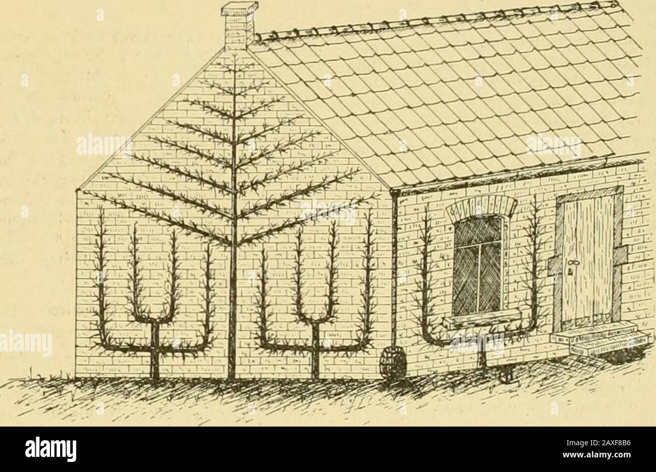 The Gardeners' chronicle : a weekly illustrated journal of horticulture and allied subjects . Fig. 142.—method of training fruit trees onbuildings. apart, and arranged according to the form ofthe trees which it has been intended to plant.If preferred, a wooden trellis may be fixed to thewall and the trees trained on this. Soil.—The preparation of the ground forplanting, which lias been carried on about thepresent time, should be undertaken towards theend of summer. If the site has been occupied. Fig. 141.—single palmette and upright trained pear trees. Stock Photo
