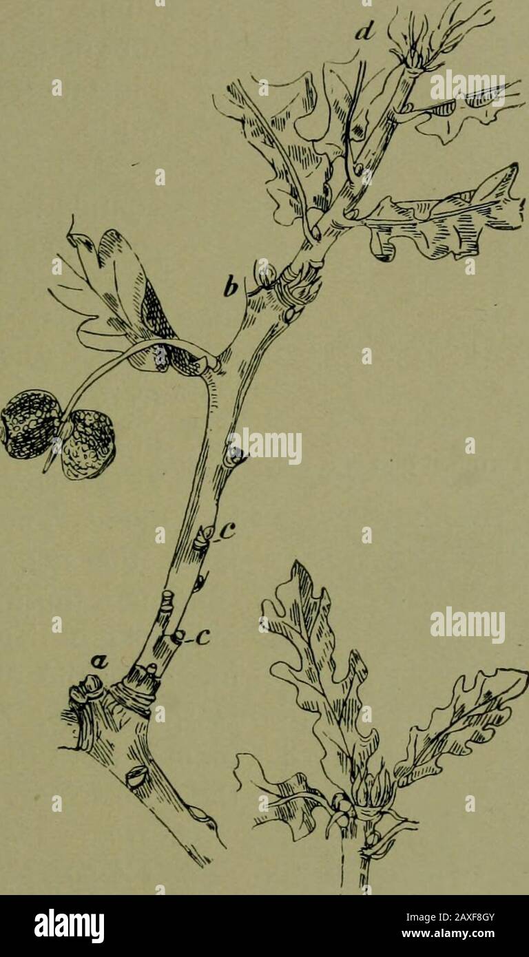 Plants and their ways in South Africa . Fig. 41.—Twig showing leaf scars and buds of poplar. the resting bud unfolded, and the summers growth commencedat b. If the oak has two periods of growth during the season,in estimating the age of a branch a years growth will includethe distance between three bud-scars. Notice the terminal Growth of Buds and Branches 39 bud of a vigorously growing branch. Determine what part ofthe leaf protects the tip of the stem. The terminal bud of a fig and of the magnolia is coveredby one pair of large stipules that are formed at the base ofeach leaf. They fall off Stock Photo