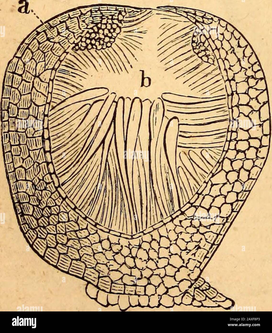 Text-book of structural and physiological botany . Fig. 394.—Truffle, Tiiber iiielanosporuin  I. receptacle (the part that is eaten);II. a part of the receptacle, with spores in different stages of maturity, theouter cortical layer below (strongly magnified) ; III. sporangium with two spores(more strongly magnified). of impregnation or not ; in the latter case they are calledsimple spores^ and their mother-cells sporaitgia ; in theformer case differdnt names aregiven to them according to theirmode of formation. Reproduction by spores is byfar the most common mode amongFungi. The spores, howev Stock Photo