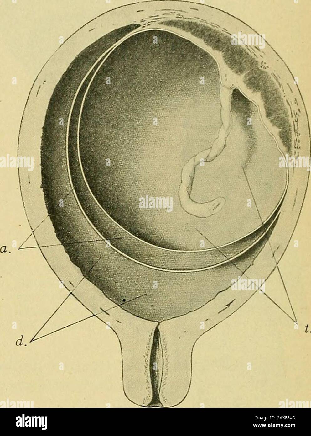 Amniotic cavity hires stock photography and images Alamy