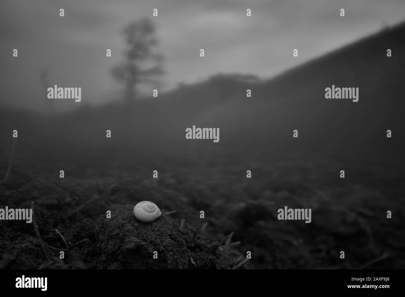 Dirt shell Black and White Stock Photos & Images - Alamy
