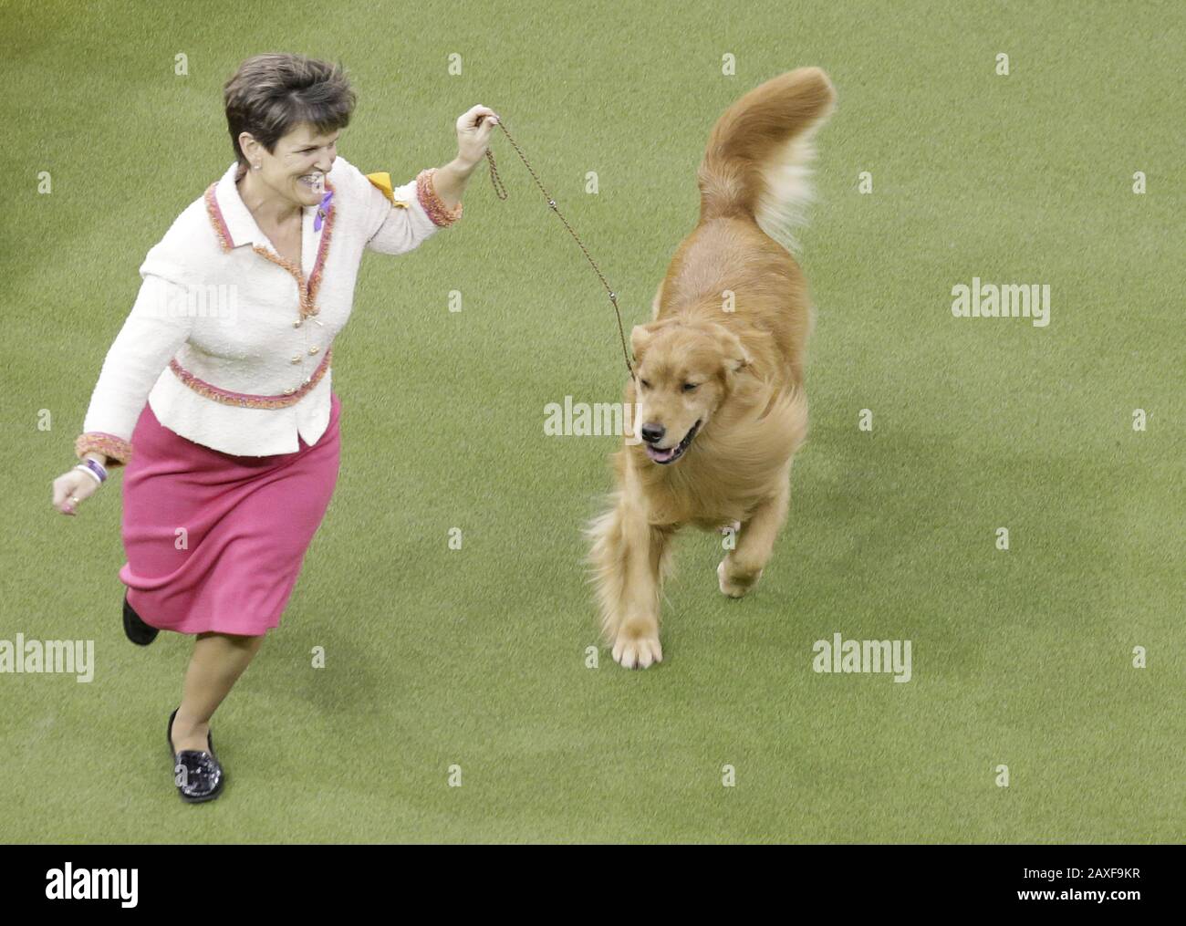 New York United States 11th Feb 2020 Daniel The Golden Retriever Competes Before Winning The Sporting Group At The 144th Annual Westminster Kennel Club Dog Show At Madison Square Garden In New