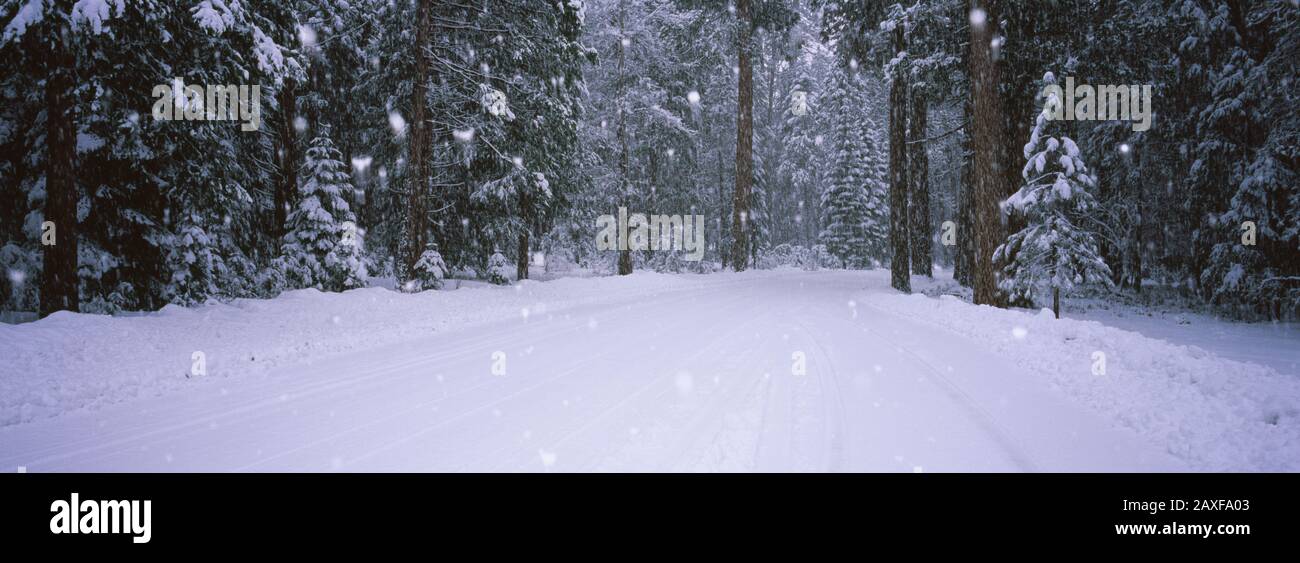 Snow falling on the road, Yosemite National Park, California, USA Stock Photo