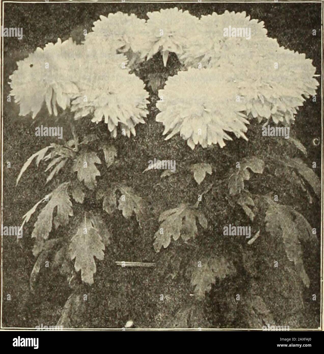 flower Birds Visiting Flowers of Erythrina suberosa: Their