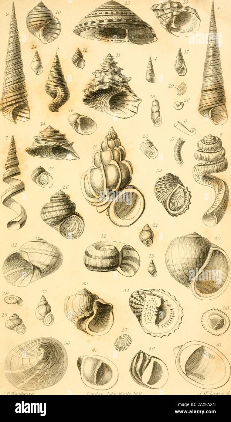 A manual of the Mollusca, or, A rudimentary treatise of recent and fossil shells . X/.//,c:/ii.!r,/. l.cruirn.John ,dl,.lh.^l. .1.11.1, II/I /&gt; PI.;).. l.i-IUUWl.UlUl Pl.lO. Stock Photo