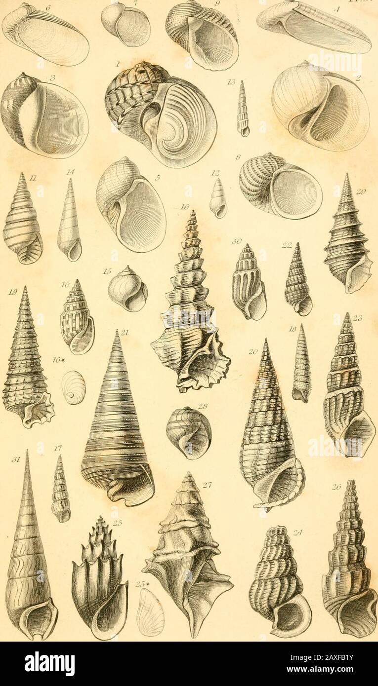 A manual of the Mollusca, or, A rudimentary treatise of recent and fossil shells . S.P.UiVihvuiu /u/i.uvi.JcJiJi n^mle Md. jjriruT-i n. n&lt;^. X/.//,c:/ii.!r,/. l.cruirn.John ,dl,.lh.^l. .1.11.1, II/I /&gt; PI.;). Stock Photo