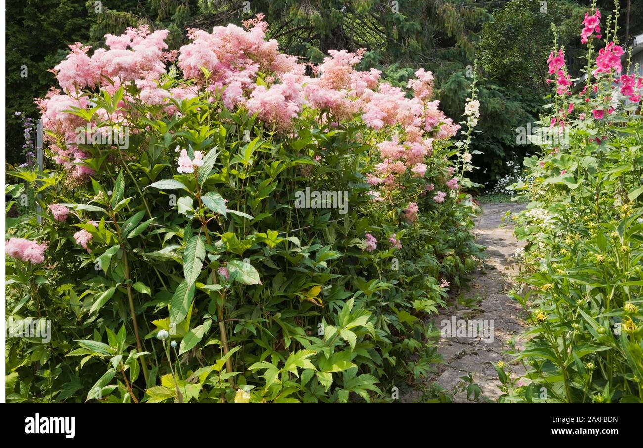 Flagstone path and borders with pink Filipendula 'Queen of the Prairie' and pink Alcea - Hollyhock flowers in backyard garden in summer. Stock Photo