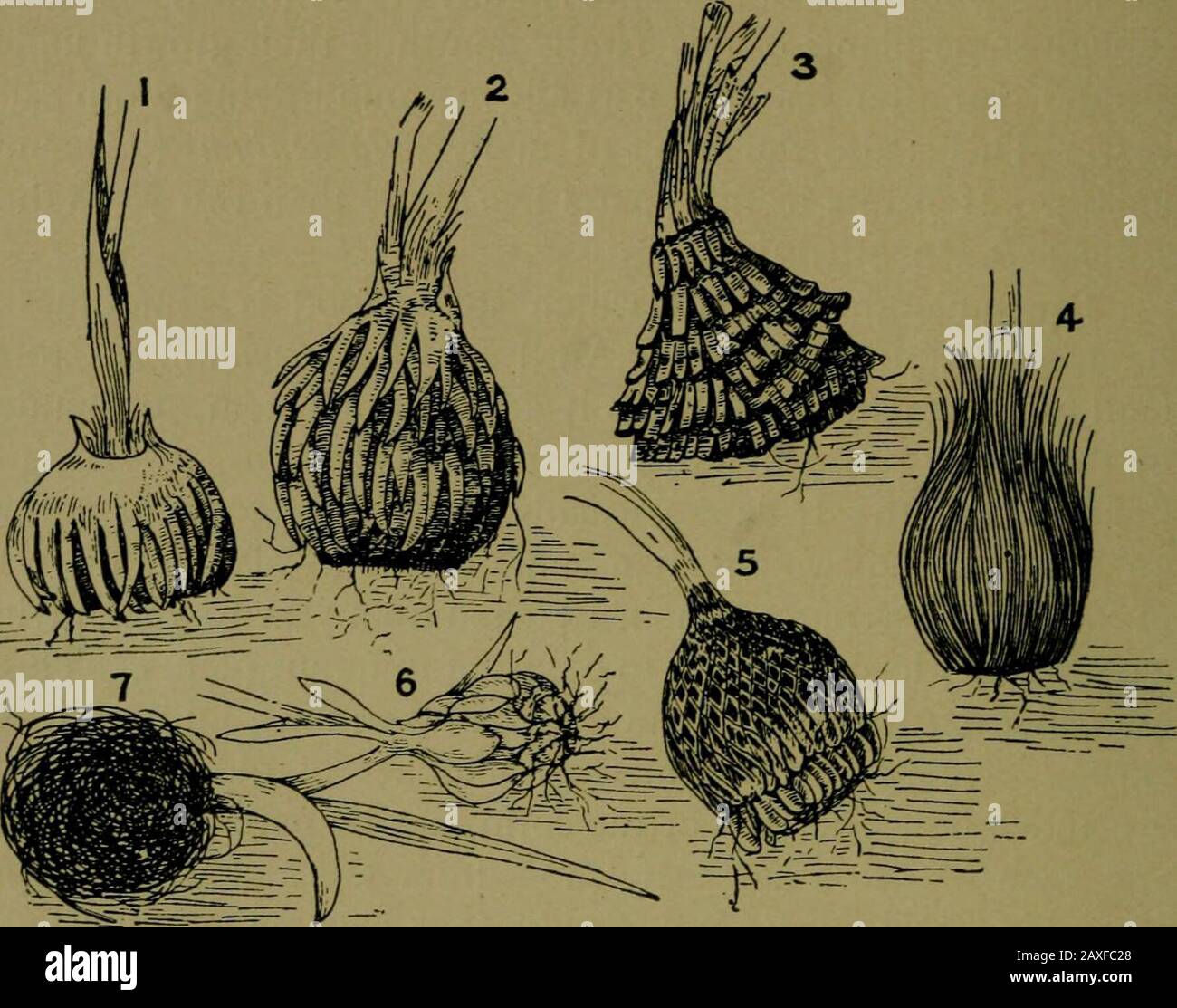 Plants and their ways in South Africa . come enormous. A potato is a