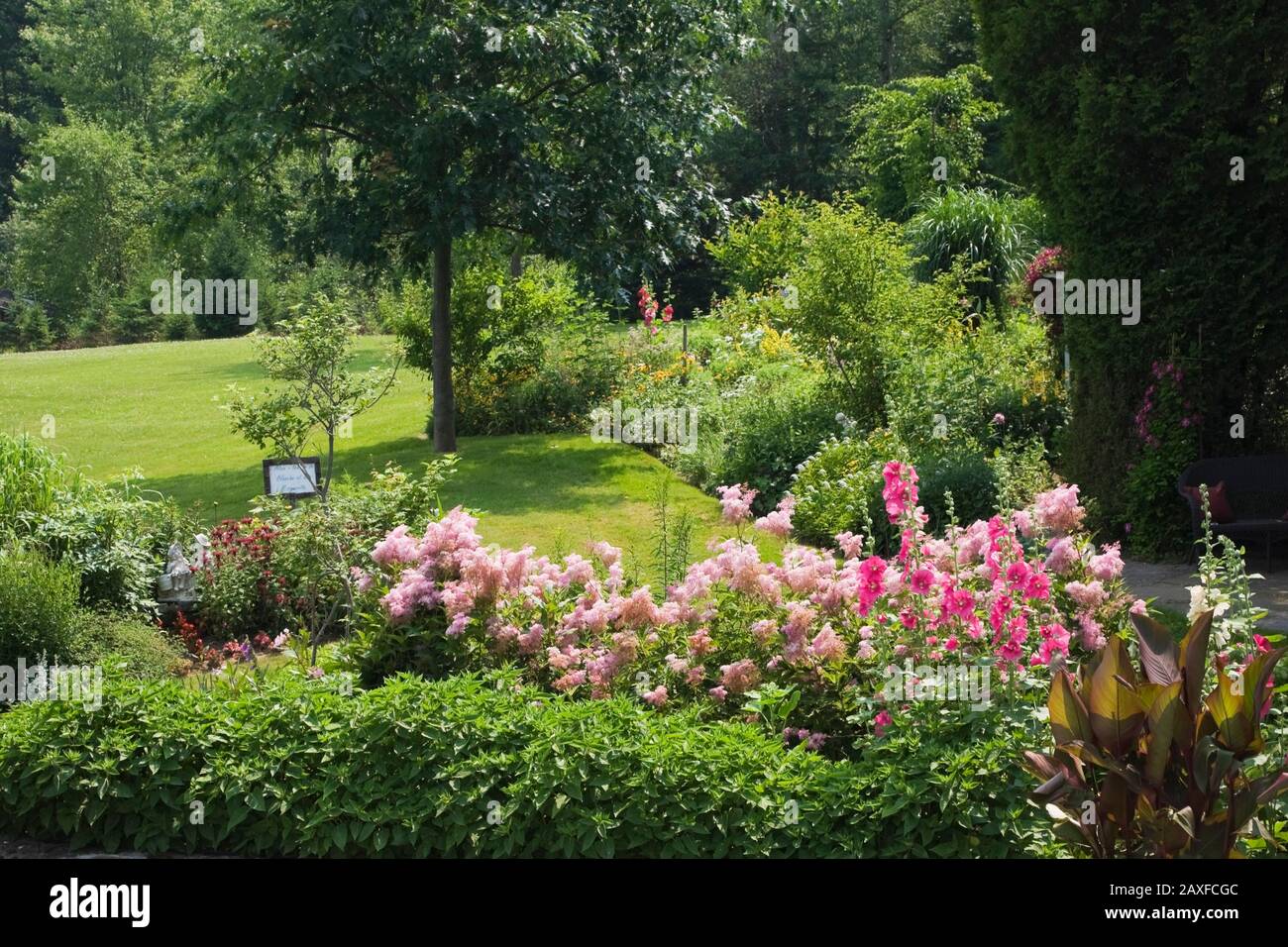 English border with Canna - Indian Shot, pink Filipendula 'Queen of the Prairie' and pink Alcea rosea - Hollyhock flowers in private backyard garden. Stock Photo
