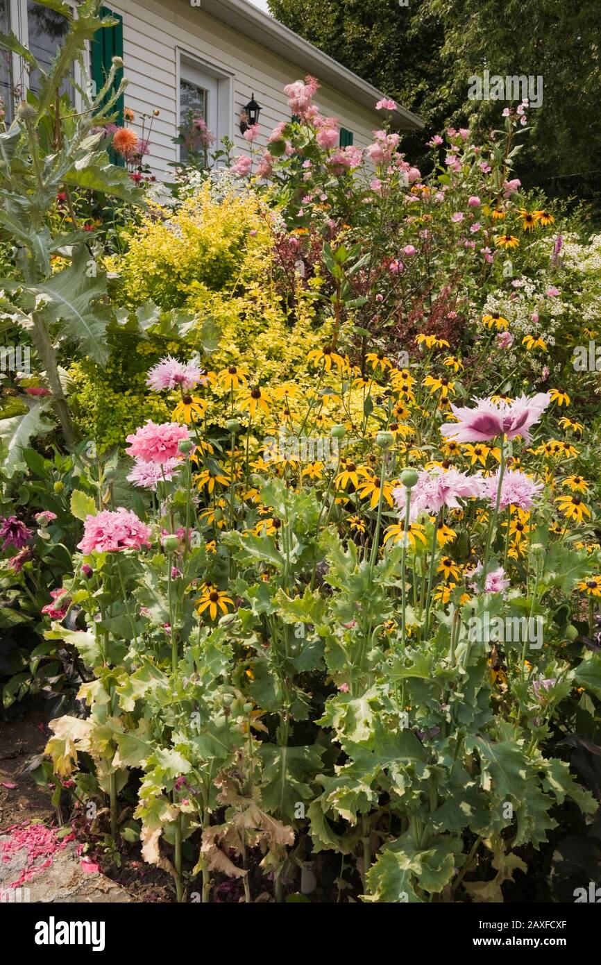 English border with Onopordum acanthium - Giant Thistle plant, yellow Rudbeckia 'Goldsturm' - Coneflowers and pink Filipendula 'Queen of the Prairie'. Stock Photo