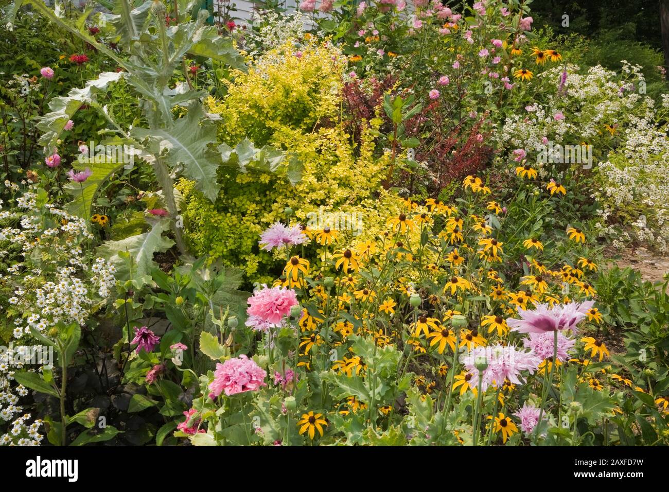 Border with Onopordum acanthium - Giant Thistle plant, yellow Rudbeckia 'Goldsturm' - Coneflowers and pink Filipendula 'Queen of the Prairie' flowers Stock Photo