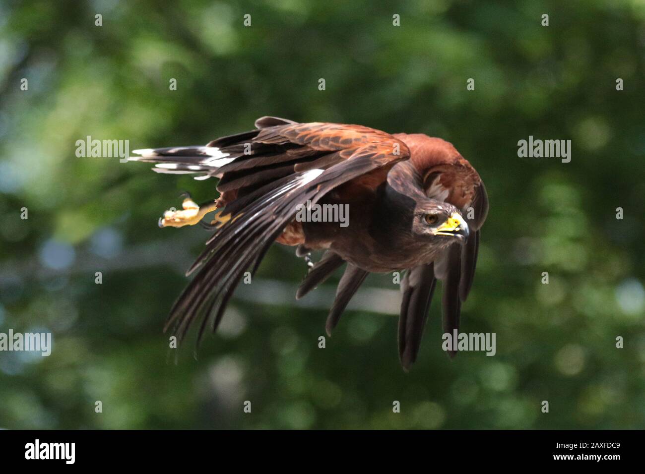 Harris Hawk in flight Stock Photo