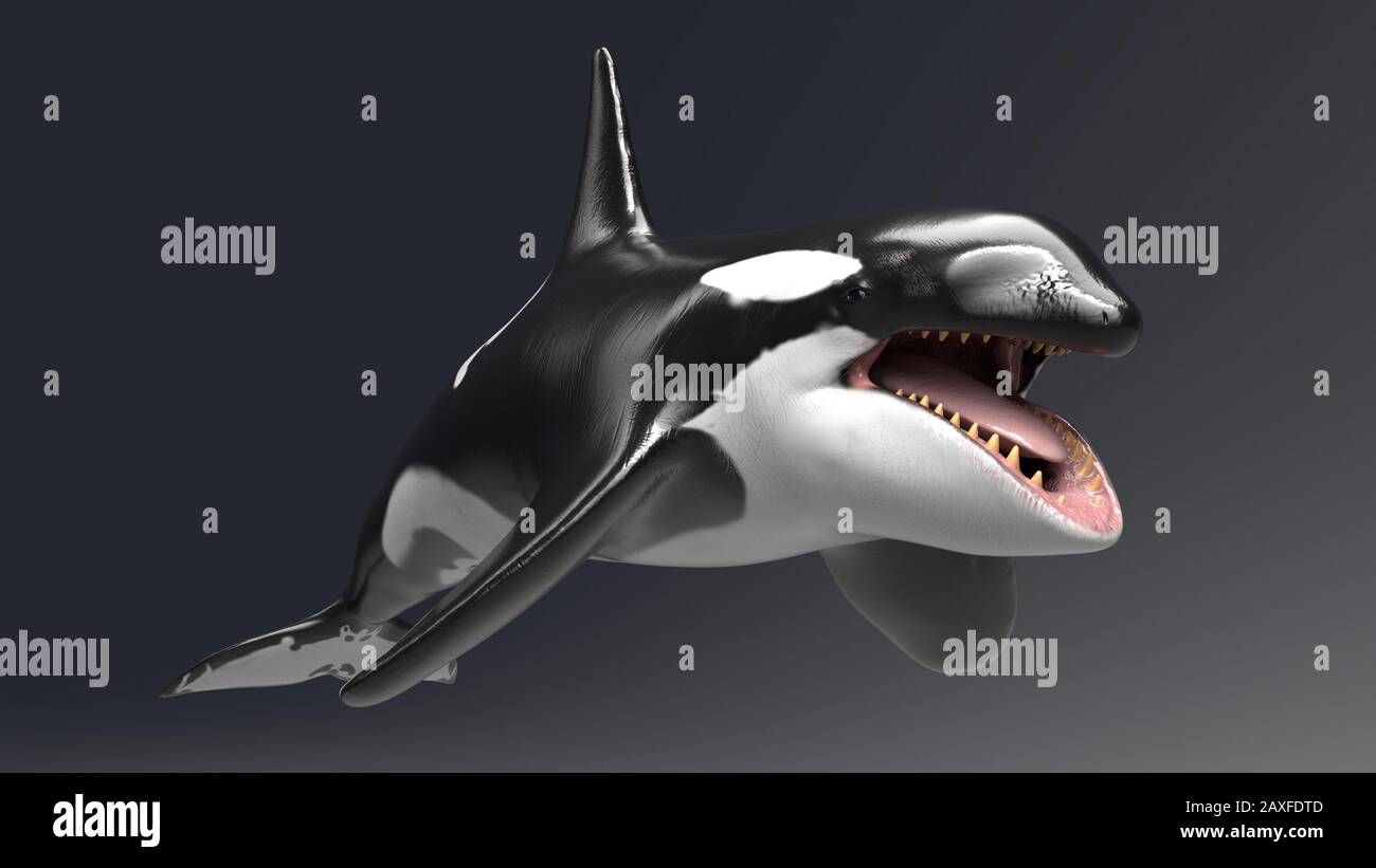 Killer whale of background, 3d rendering Stock Photo - Alamy