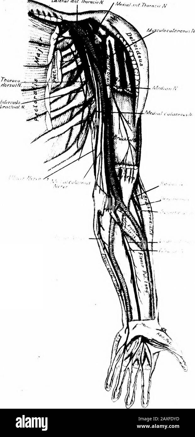 A manual of anatomy . exor brevis and abductorquinti digiti, opponens quinti digiti, interossei, lumbricales (thirdand fourth), adductor pollicis and flexor pollicis brevis (deep part). The axillary, or circumflex nerve («. axillaris), is derived from thedorsal cord (C. 5, 6). It is large and passes from the axilla, windsaround the surgical neck of the humerus and ends by giving branchesto the m. deltoideus. It also gives muscular branches to the m. teresminor, articular branches to the shoulder joint and a large cutaneousbranch to the skin of the proximal half of the lateral surface of thearm Stock Photo
