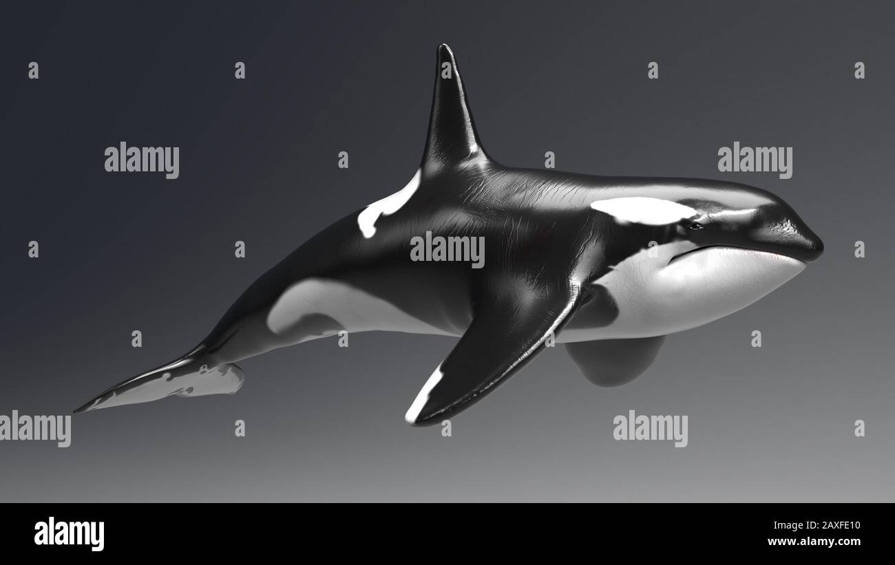 Killer whale white background hi-res stock photography and images - Alamy