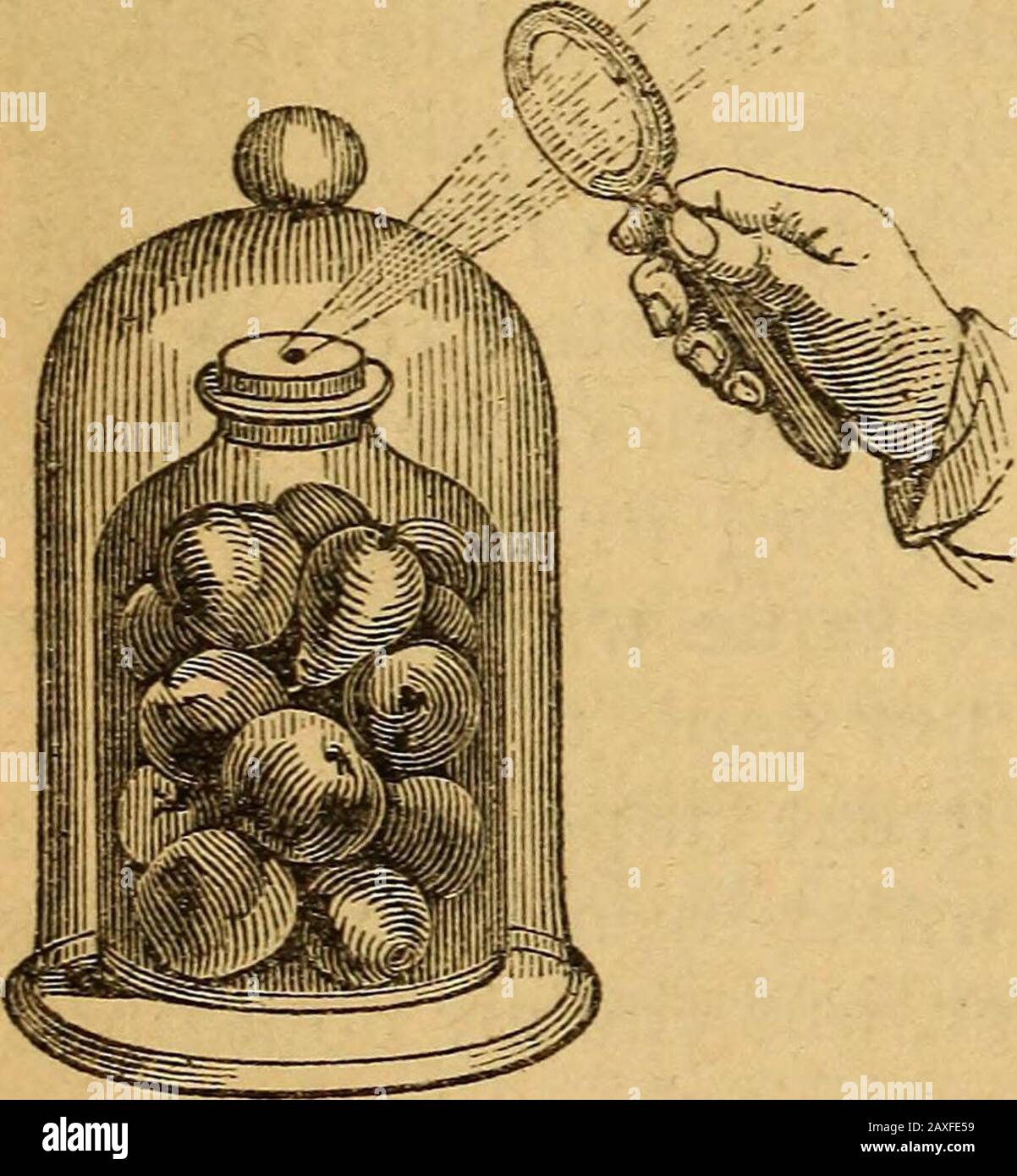 A text-book on chemistryFor the use of schools and colleges . rated inFig. 230. The fruits are placedin a jar, closed by a soundcork covered with sealing-wax. A small hole is madethrough the cork, and the airexhausted. When the vacu-um is as complete as may be,the hole is closed by meltingthe wax in a converging beamof sunlight. On the largescale, the things to be pre-served are inclosed in tin cans, which are sealed by sol-dering, except a pinhole that is left through the cover.The tins are immersed in boiling water, and when steamissues from the pin-hole it is closed by a drop of meltedsolde Stock Photo