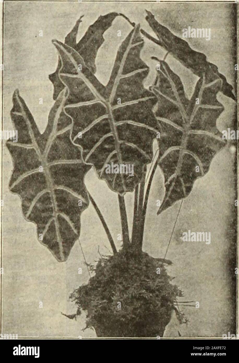 Dreer's garden book : seventy-fourth annual edition 1912 . llow foliage.Brilliantissima. Dwarf growing, bright red foliarJewel. A new large-leaved bright crimson.Rosea Nana. Dwarf; rosy-crimson foliage.Versicolor. Olive, crimson and chocolate. 10 cts. each; $1.00 per doz.; $6.00 per 100 AL,YSSUIW[ (Sweet Alyuumi.Little Qem. The dwarf white variety so much aBcd far edfing. 75 cts. per doz.; $0.00 per 100. AMASONIA. Puniceus. A greenhouse shrub of easy growth with yellowisiflowers and bright red bracts, which remain attractive froiiJanuary to April; should be grown in rather small pots. 51cts. e Stock Photo
