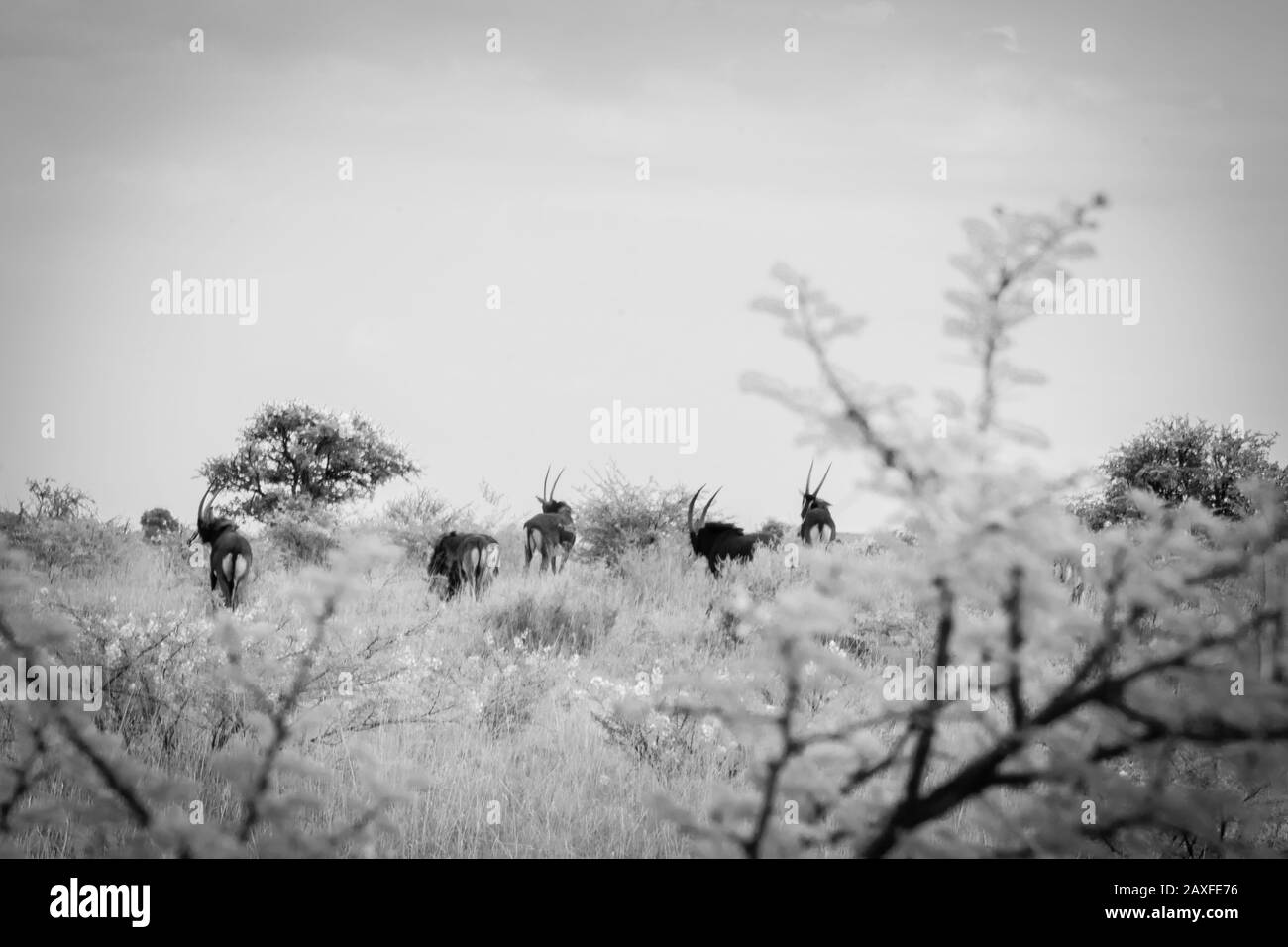 Chamois hoof Black and White Stock Photos & Images Alamy
