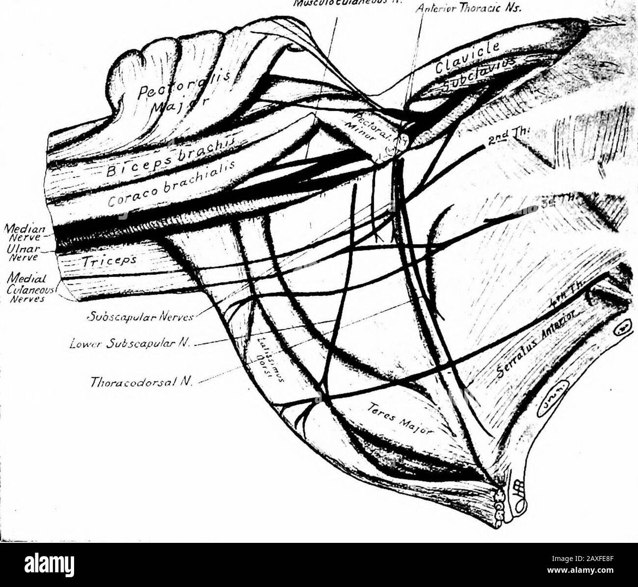 A manual of anatomy . rough theaxilla into the arm (between the biceps and brachialis muscles) toelbow where it continues as the lateral cutaneous nerve of the forearm;this divides into ventral and dorsal branches. The ventral branch sup-plies the skin of the lateral half of the ventral surface of the forearmto the ball of the thumb. The dorsal branch supplies the skin ofthe first three-fourths of the lateral half of the dorsal surface of the THE MEDIAN NERVE 455 forearm. The only muscular brmiches are to the biceps and brachialismuscles. The medial, or internal cutaneous nerve {n. cutaneous a Stock Photo