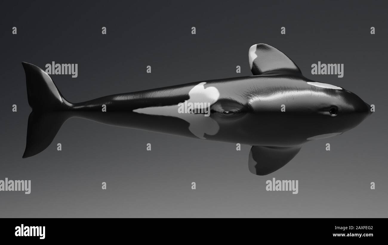 Killer whale of background, 3d rendering Stock Photo - Alamy