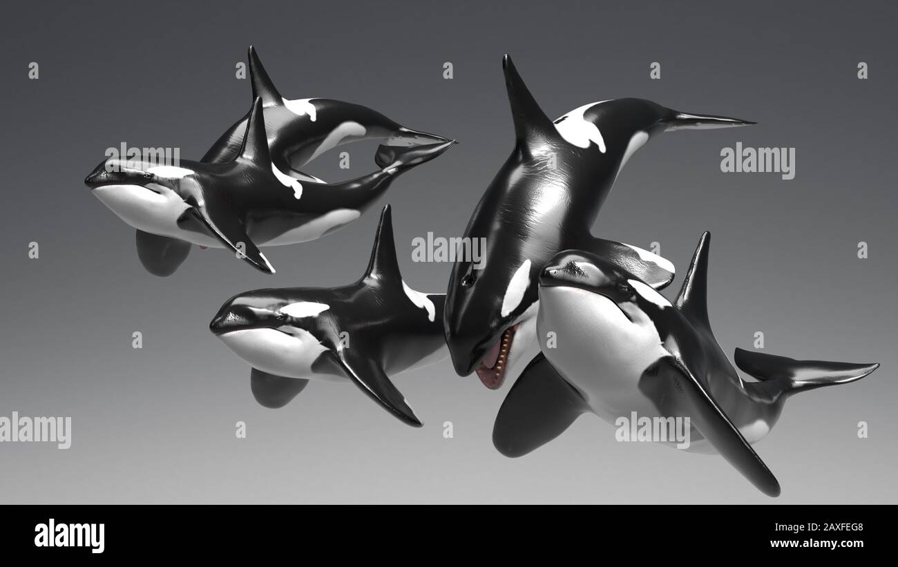 Killer whale of background, 3d rendering Stock Photo - Alamy