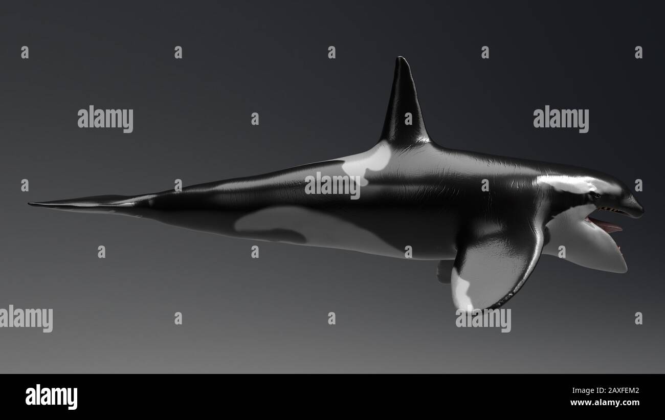 Killer whale of background, 3d rendering Stock Photo - Alamy