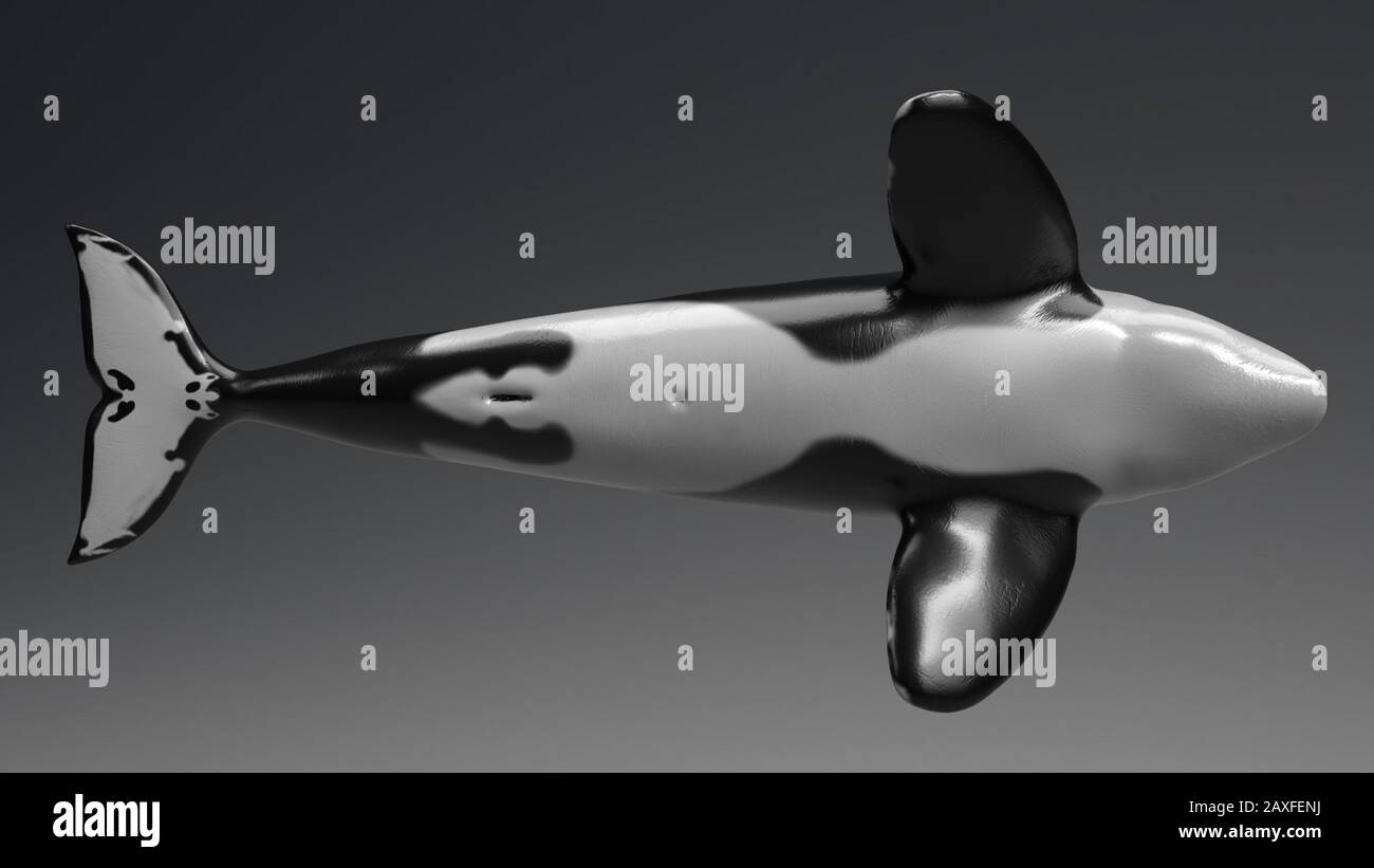 Killer whale of background, 3d rendering Stock Photo - Alamy