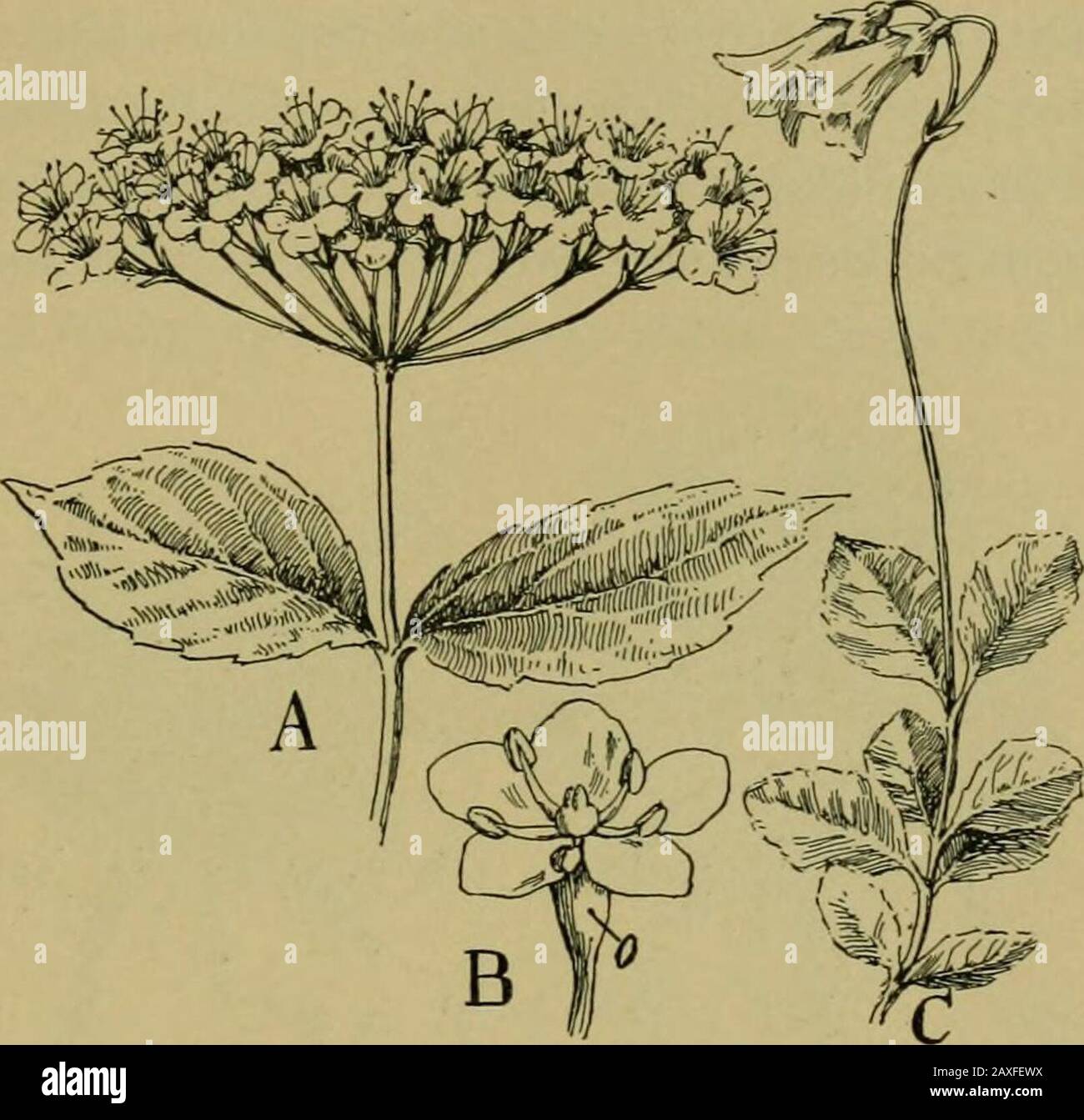 Nature and development of plants . cling the style. is largely tropical, many of the species are cultivated, as thepotato, eggplant, tomato, cayenne pepper (Capsicum). Poison-ous, acrid and narcotic properties are characteristic features ofthe familv. Belladonna and atropine from Atropa, stramoniumfrom Datura and nicotine from Nicotiana tabacum are character-istic drugs. Ground cherry (Physalis), nightshade (Solatium ,Petunia, etc., are cultivated forms. 153. A Transitional Order.—It would appear that all thechanges possible in the hypogynous type of flowers had beenwrought in the members of Stock Photo