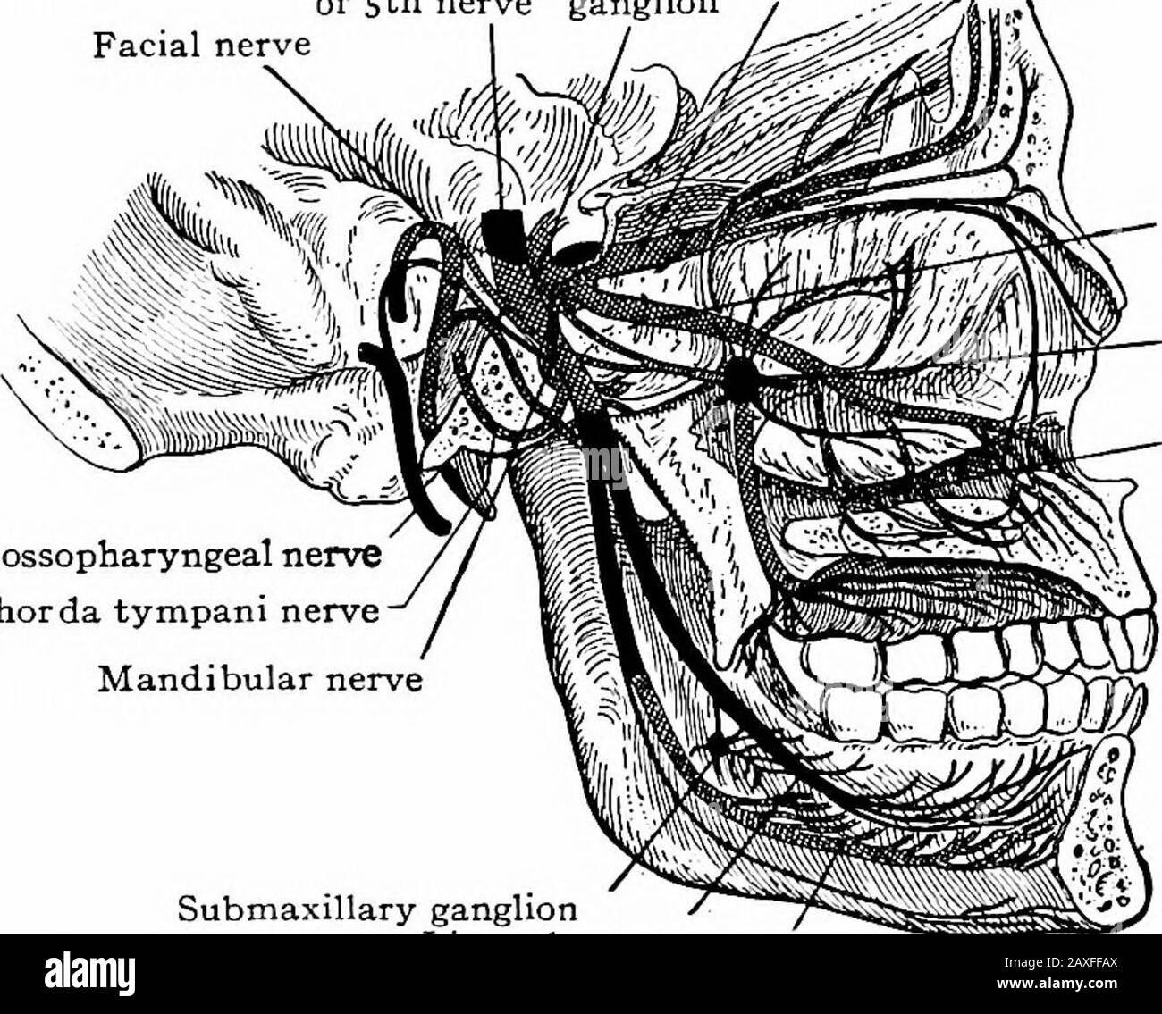 A manual of anatomy . (arcuata) pass through the raphe to the oppo-site side and proceed upward to the thalamus where new fibers ariseand pass to the sensor area of the cerebral cortex. Some fibers passfrom the sensor to the motor nucleus thus establishing a simplereflex arc. The trigeminal nerve is attached to the brain at the middle of the 444 THE NERVE SYSTEM lateral border of the pons. It consists of two roots, the larger, sensorand the smaller, motor. As these two roots pass forward and reachthe apex of the petrous portion of the temporal bone the sensor rootexhibits an enlargement, the s Stock Photo