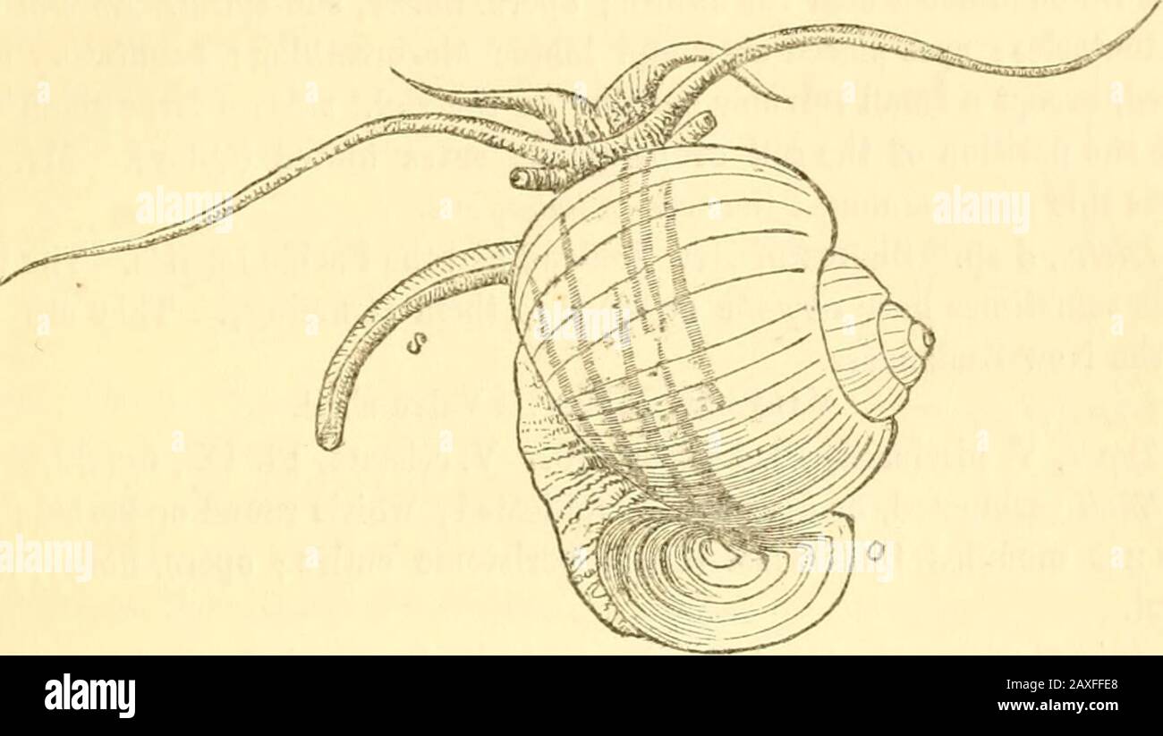A manual of the Mollusca, or, A rudimentary treatise of recent and fossil  shells . ith spiral rows of epidermal cirri. Distr., 60 sp. Rivers and  lakes throughout the N, hemisphere; Blacksea,