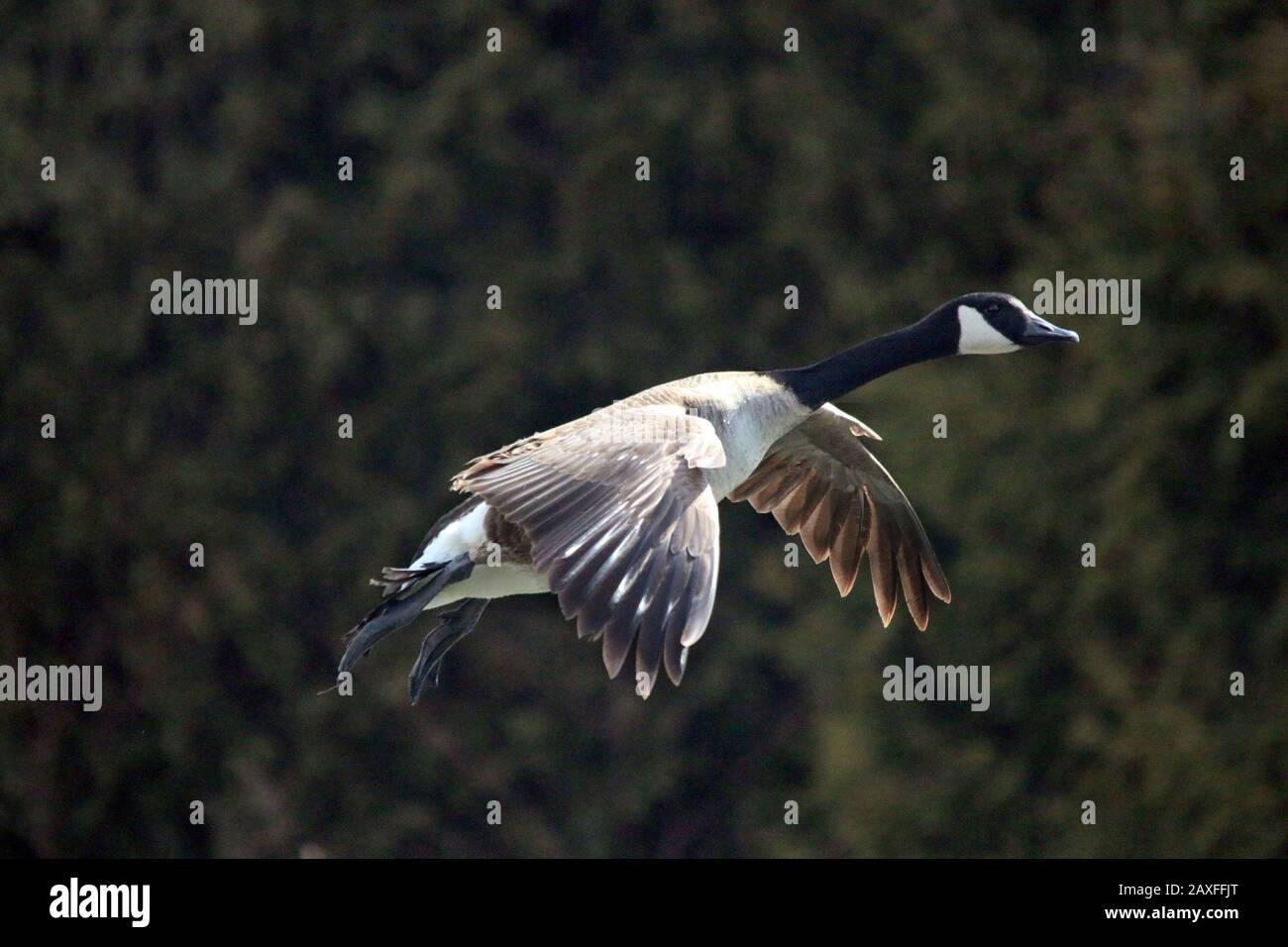 Legs tucked up hi-res stock photography and images - Alamy