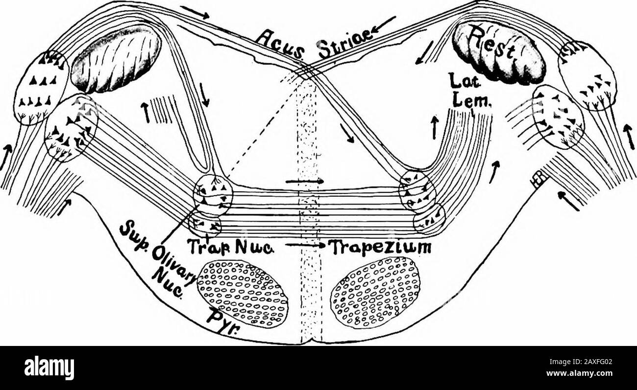 A manual of anatomy . Fig. 316.—Diagram of the nuclei of termination of the vestibular nerve, and their higher connections.. Fig. 317.— Diagram of the cochlear nuclei of termination and their higher connections. cerebellum, to the nuclei of the oculomotor, trochlear, trigeminus andabducens nerve, to the temporal lobe of the cerebral cortex, to thethalamus and to the ventral horns of the spinal cord (cervicalportion). THE FACIAL NERVE 441 The lateral lemniscus contains all of the auditory fibers but theyreach this tract by different routes as shown above. The auditory nerve is attached to the b Stock Photo