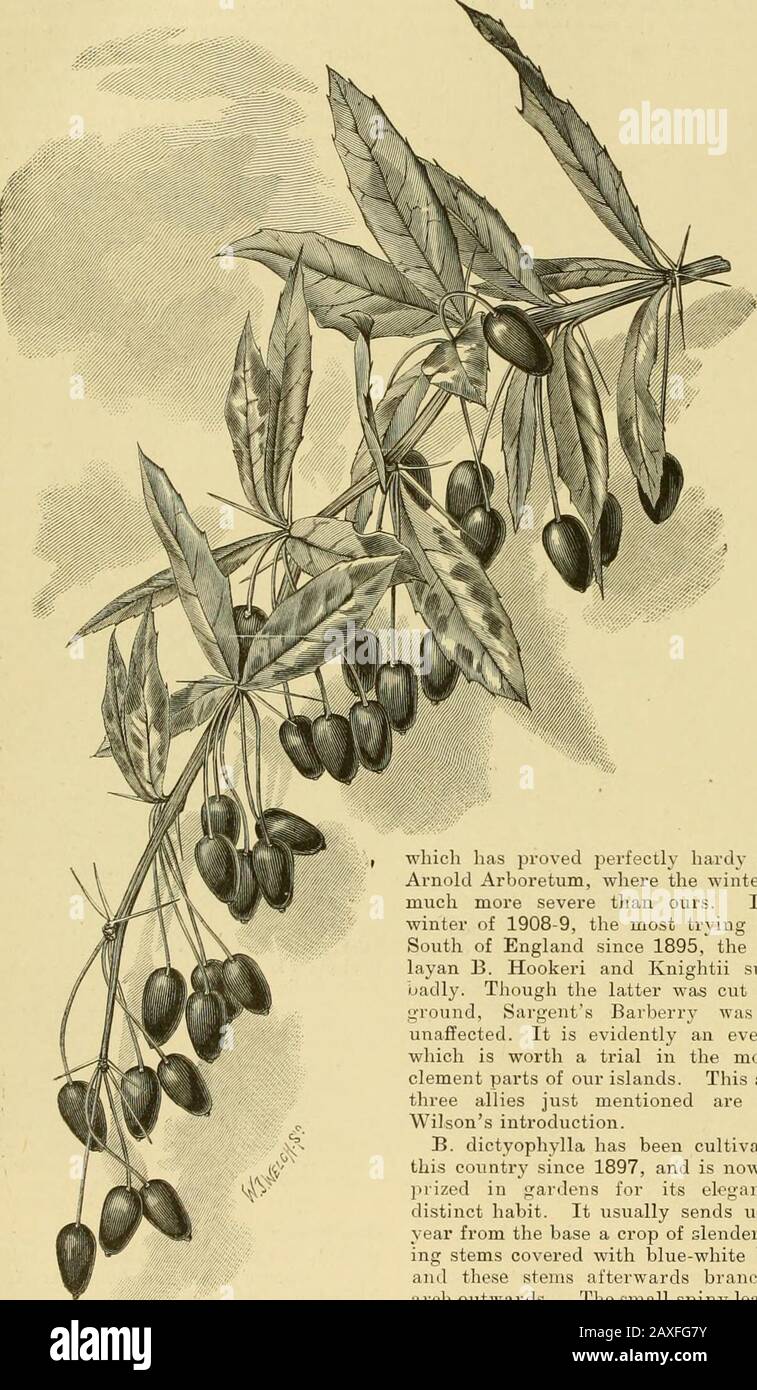 The Gardeners' chronicle : a weekly illustrated journal of horticulture and allied subjects . black covered with blue bloom, as in B.Darwinii. For a narrow border of choicelow shrubs, or even for the rock garden,B. verruculosa may be strongly recom-mended. Another new species of the same type,but of even closer, neater habit, is B. can-didula. It was first put in cultivation byM. Maurice de Vilmorin, of Les Barres,as B. Wallichiana pallida, also fromFrench nurseries as B. W. hypoleuca, butis certainly very distinct from WallichsBarberry. Its foliage, like that of B. ver- 336 THE GARDENERS CHRO Stock Photo