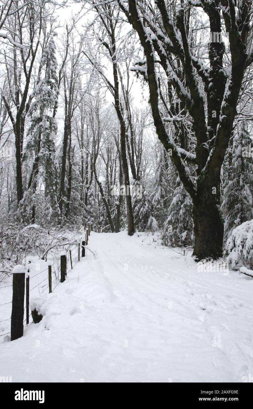 Snowy path in the forest Stock Photo