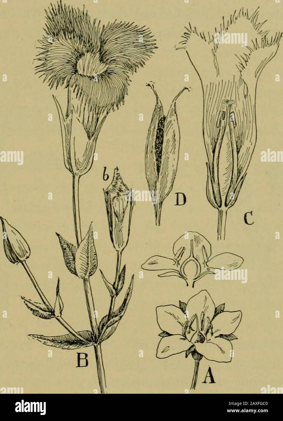 Nature and development of plants . des the loosestrife (Lysimachia and Stciro-nema), star flower (Triciitalis), shooting star (Dodecatheon)and cultivated forms of the cyclamen and primroses. Proceeding to the gentian order (Gentianales), it will benoted that the flowers are variable and not as clearly character-ized, the corolla being sometimes wanting or polvpetalous. Thereduction of the stamens to a single whorl and the pistils usuallyto two in number indicate points of advance that are to beassociated with the twisting of the petals in the bud and theopposite arrangement of the leaves as di Stock Photo