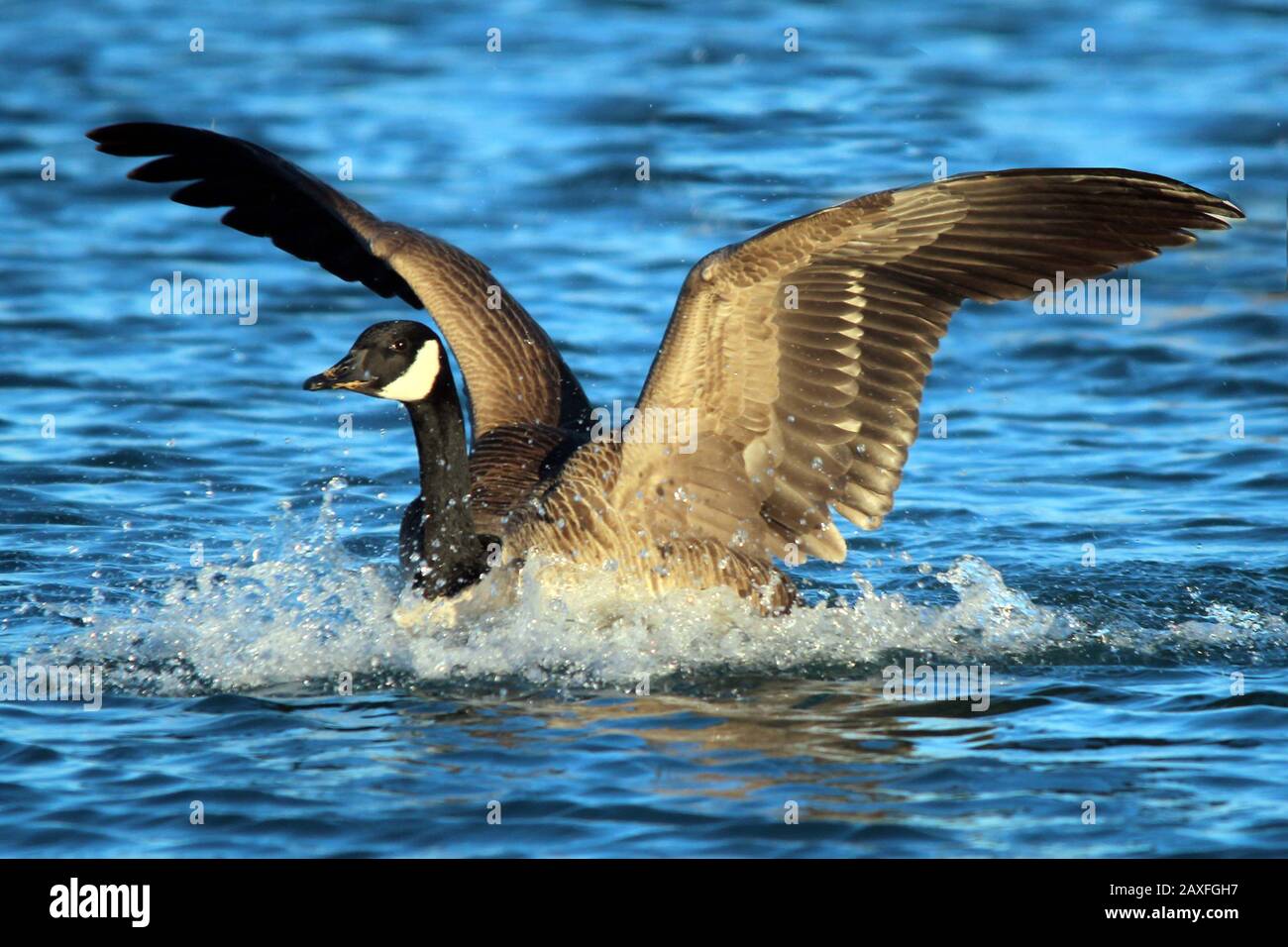 Canada Geese at Lake Stock Photo