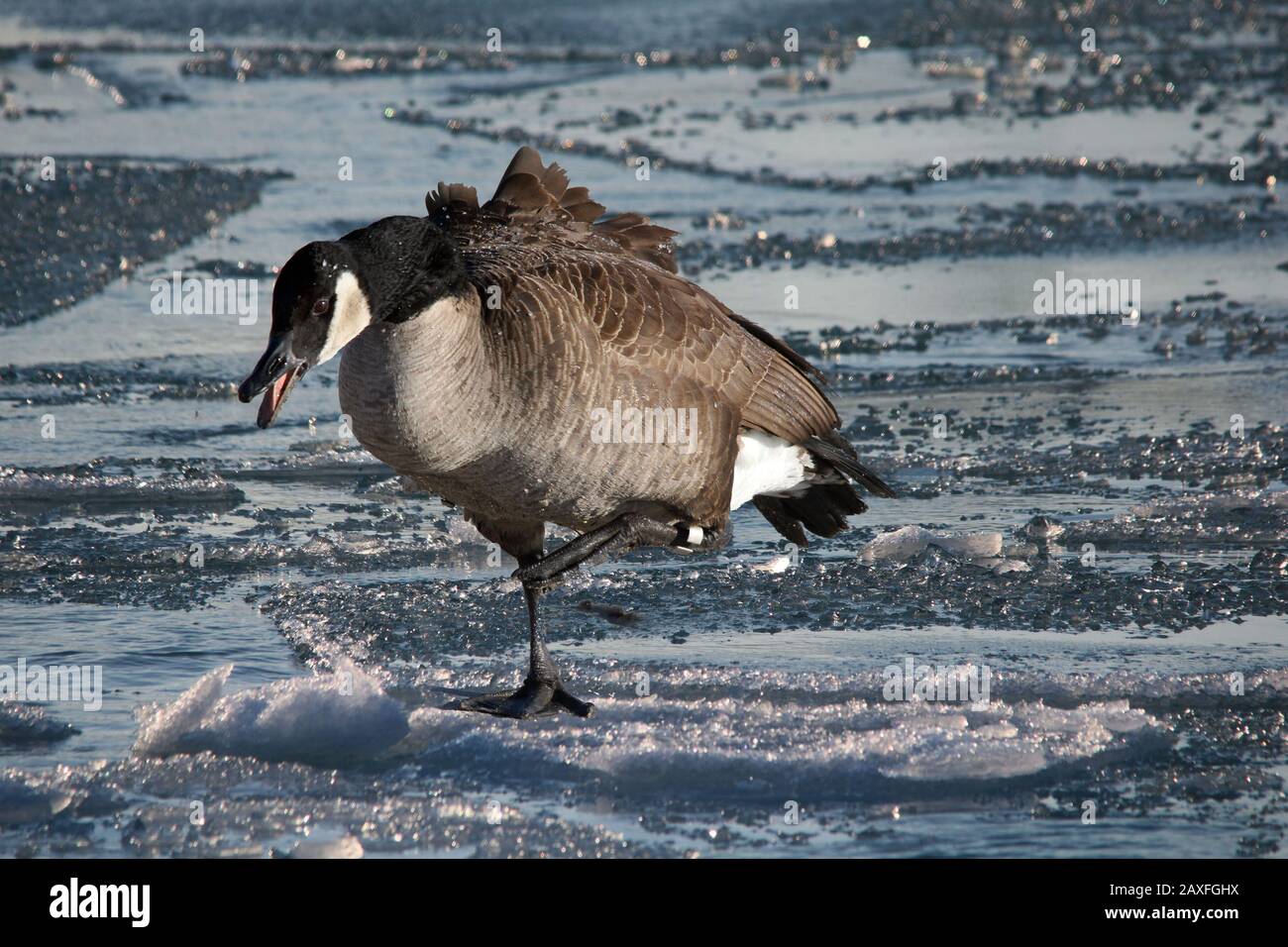 Canada Geese at Lake Stock Photo