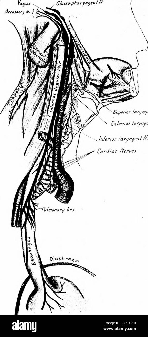 A manual of anatomy . he oblongata, at the head end of the restiform body.The spinal portion arises from the side of the spinal cord as low asthe sixth cervical nerves. These two portions join and leave thecranial cavity through the jugular foramen. The bulbar root sendsa branch to the ganglion nodosum of the vagal nerve and the re-mainder joins the vagal nerve and ultimately supplies the intrinsicmuscles of the larynx (except the m. cricothyreoideus), and furnishescardioinhibitory nerves to the vagus. The spinal portion {ramusexternus) passes into the neck and supplies the mm. sternoraastoide Stock Photo