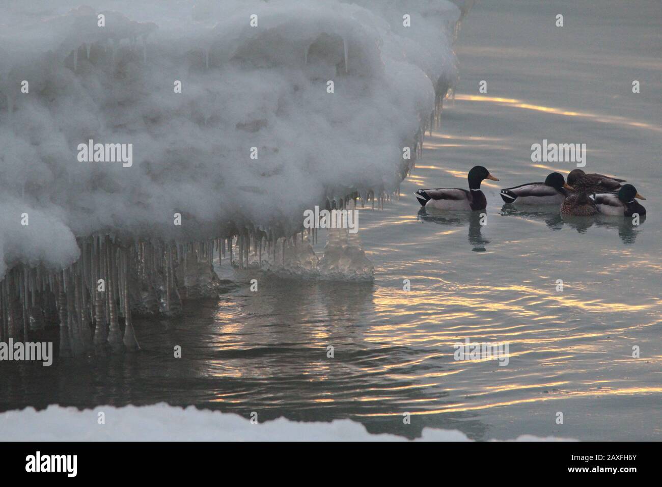 Mallard ducks at lake Stock Photo