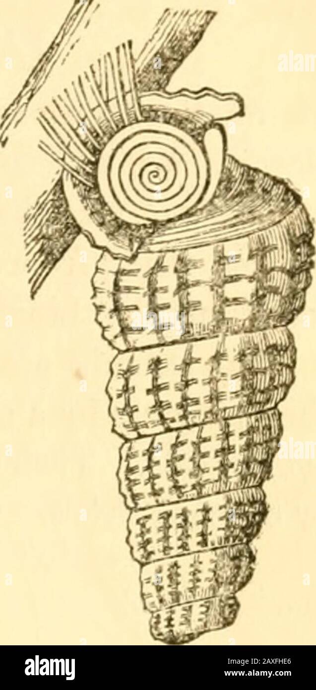 A manual of the Mollusca, or, A rudimentary treatise of recent and fossil shells . ncentric, in palndomus lamella)-, in valvata spiral; in solanum and ceri-thiHm,i is multispiral ox paueispiral. Some of the gasteropoda can suspend themselves by glutinous thieads. GASTEROPODA. 103 like litiopa and rissoa parva, which, anchor themselvesto sea-weeds (Gray), and cerithldea (fi^. 68), whichfi-equeutly leaves its proper element, and is foundhanging in the air (Adams). A West India land-snail {c.ydostoma suspensitm) also suspends itseK (Guild-ing). The origin of these threads has not been ex-plained Stock Photo