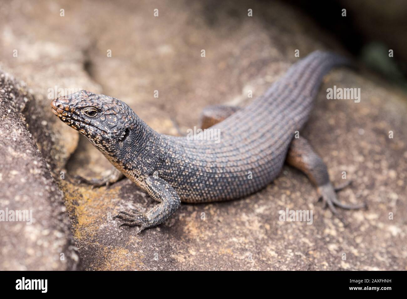 Cunninghams skink hi-res stock photography and images - Alamy