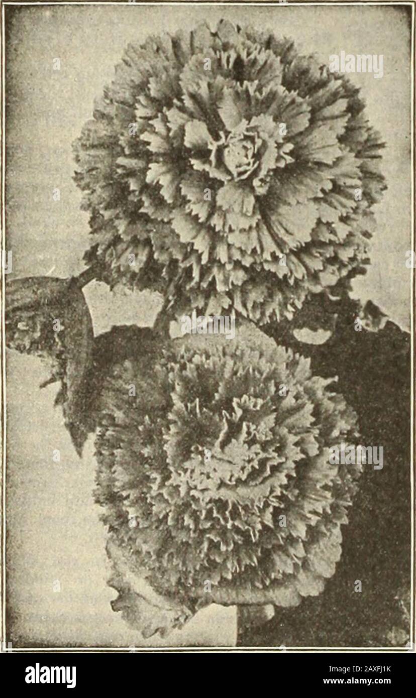 Dreer's garden book : seventy-fourth annual edition 1912 . New Double-fringed Tuberous Begonias. (128) NEW ROSES, a grand collection. S*« page* 17S to 193. I Stock Photo