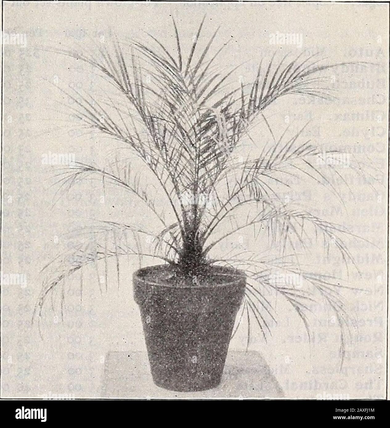 Dreer's wholesale price list 1907 : bulbs plants seasonable flower and vegetable seeds fertilizers, tools, etc., etc . LATANIA BORBONICA A M.AliK-UP PLANT OF KhNTIA Rhapis Fiabelliformis. 8-inch tubs, bushy plants, 2I4 to 3 feet high, S3.00 each.We also offer two exceptionally fine specimen plants 5 feet high and6 feet in diameter. A beautiful pair of bushy plants, $150.00 each. Stevensonia Grandifolia. A limited stock of this rare and beautiful Stove Palm.6-inch pots $2 50 each Pinanga Kuhlii. Good 3-inch pot plants of this rare Palm 50 cts. each; $5.00 per doz Verschaffeltia 5plendida. A rar Stock Photo