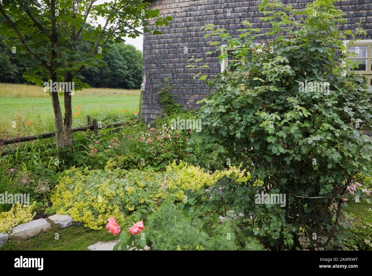 Stone edged border with Alchemilla mollis - Lady's mantle, perennial flowers including pink Paeonia - Peonies next to old cedar shingles building Stock Photo