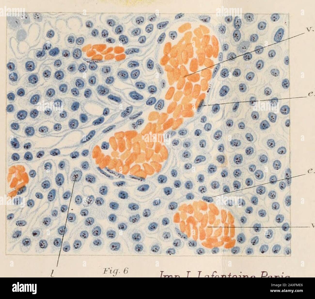 Annales de l'Institut Pasteur . w&gt; ? . 8 y Fia. 9. Imp.L .Lafontaine, Paris- Annales de lInstitut Pasteur. s &gt;l ¥1 i r&gt; r OU*. •*.* »,»» ! .*.y / Sali1 •« à * /.mt c/j&v ••, V * SwV *« ) * * * i MB :**i ^ • | Jp « « ° • • il &gt; » MÎW^s ?i l «I & J» * i * ô » fcV V - « /» ^ * Fig. Stock Photo