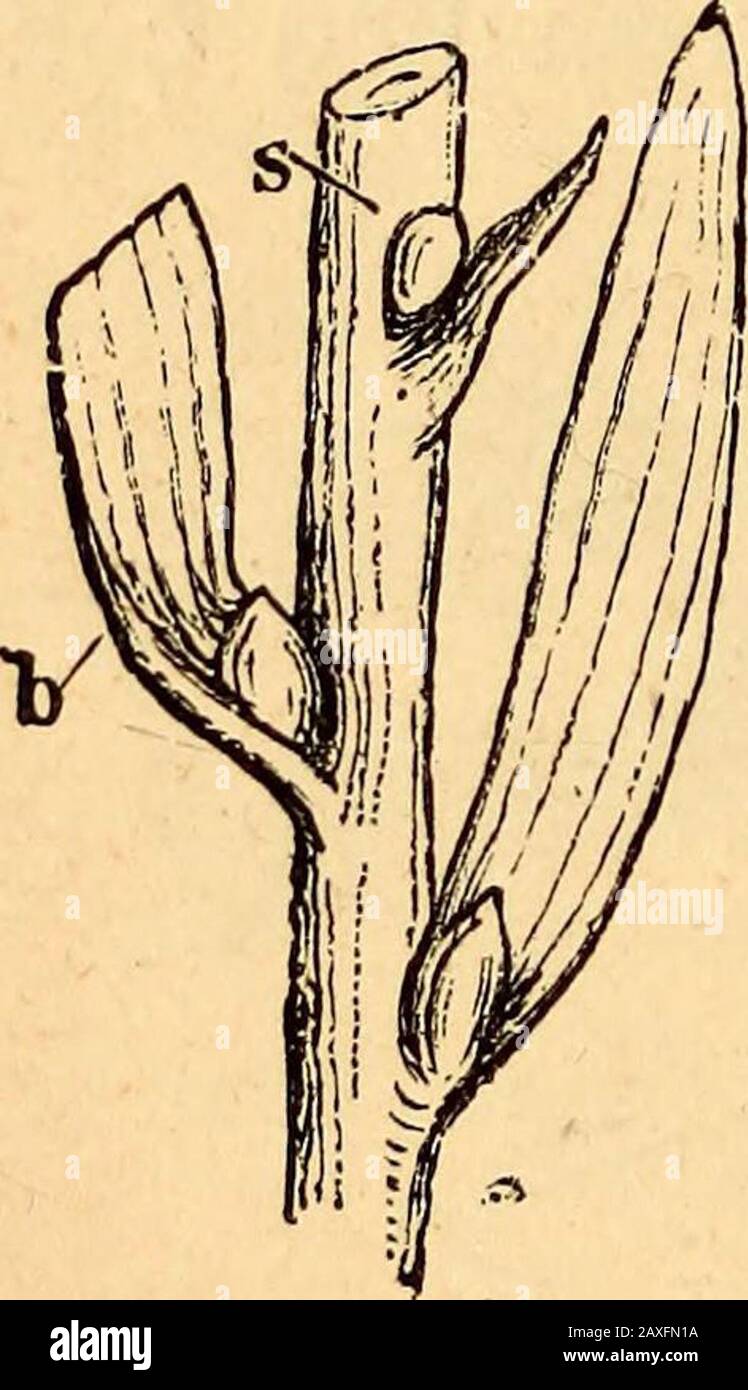 Text-book of structural and physiological botany . fall to the ground,continue to grow like seedlings. They occur especially inbulbous plants ; in the hyacinth, for example, in the axils ofthe bulb-scales (Fig. 122, p. 82), in some liliesin the axils of the foliage-leaves (Fig. 350),and in some species of Allium within the in-florescence. More rarely they are found onthe surface of the leaf, as in Cardamine pra-tensis^ [Bjyo phyllum and some ferns. Multiplication by the division of under-ground [or aerial] stems, as in the Aster andcouch-grass, Triticum repens, and by runners^Fig. 350.-Stem o Stock Photo