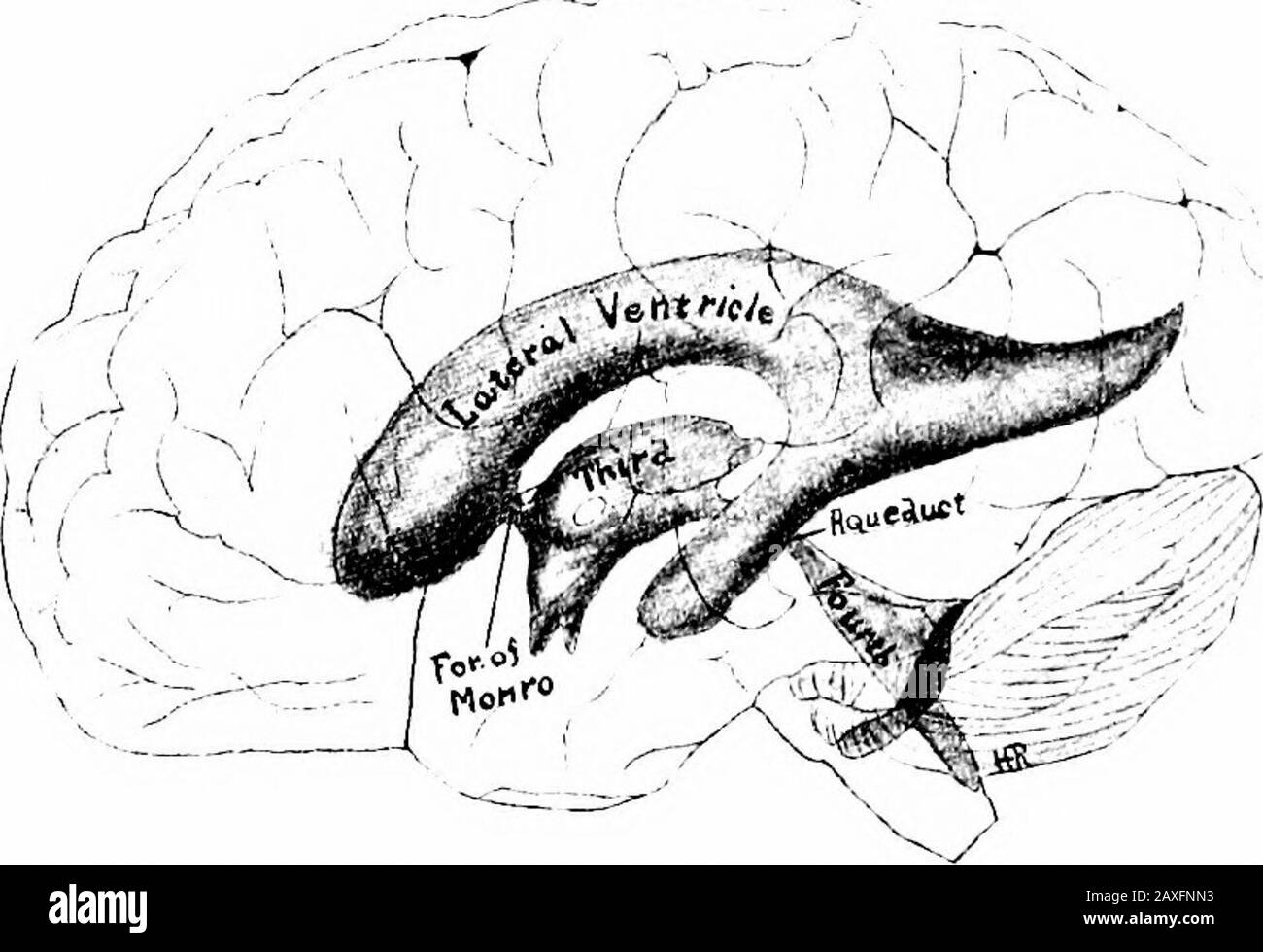 A manual of anatomy . ening near its spinal cord endcalled the foramen of Magendie, which communicates with the sub-arachnoid space. This with the foramina of Luschka permits an THE WHITE SUBSTANCE OF THE CEREBRUM 415 interchange of cerebrospinal fluid between the ventricular systemand the lymph spaces of the membranes covering the brain. By thismeans an equilibrium of pressure is estabhshed inside and outside ofthe brain and spinal cord. The spinal canal is a narrow, tube-like space extending the lengthof the spinal cord; it is located in the gray commissure. It tendsto become obliterated mor Stock Photo