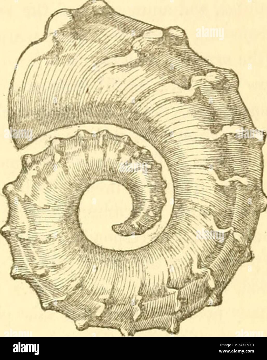 A manual of the Mollusca, or, A rudimentary treatise of recent and fossil shells . Fig. 52.* Gyroceras, Meyer, 1829.Etym., gyros, a circle, and ceras.Hyn., Nautiloceras, DOrb. Ex., G. eifeliense, DArch., pi. XL, fig. 13. Devonian, Eifel.Shell, nautiloid; wMrls separate; siphuncle excentric, radiated.Fossil, 17 sp. U. Silui-ian—Trias ? N. America, and Europe. AscocERAS, Barrande, 1848.tEtym., ascos, a leather bottle.Shell, bent upon itself, like ptychoceras.Distr., 7 sp. U. Silurian, Bohemia. FAMILY III. AMM0XITIDJ5. Shell. Body-chamber elongated; aperture giuivdcd by processes, andclosed by an Stock Photo